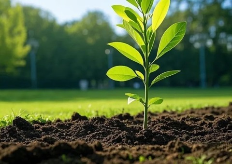 上海首提大型生态空间单位，，，，，2035年妄想林地面积147万亩