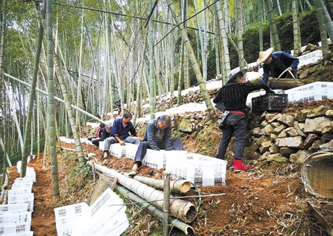 深挖森林“钱库”，，，浙江林下生“金”